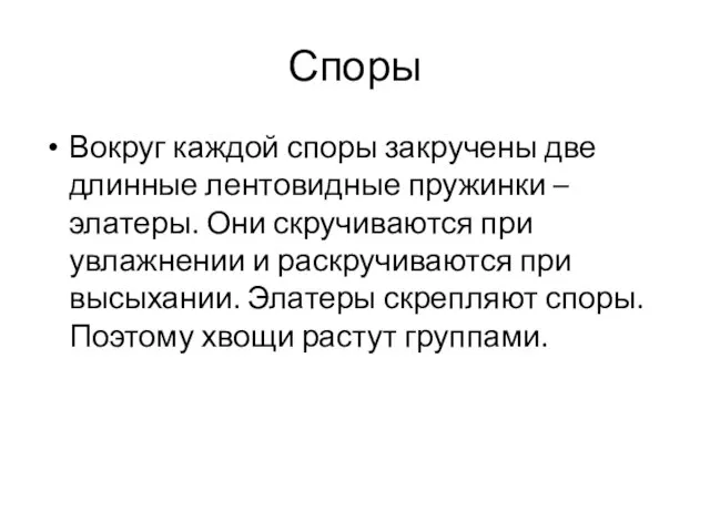 Споры Вокруг каждой споры закручены две длинные лентовидные пружинки – элатеры.