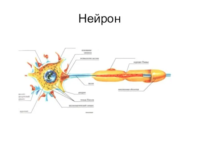 Нейрон