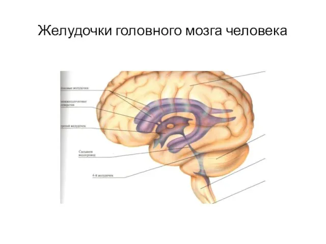 Желудочки головного мозга человека