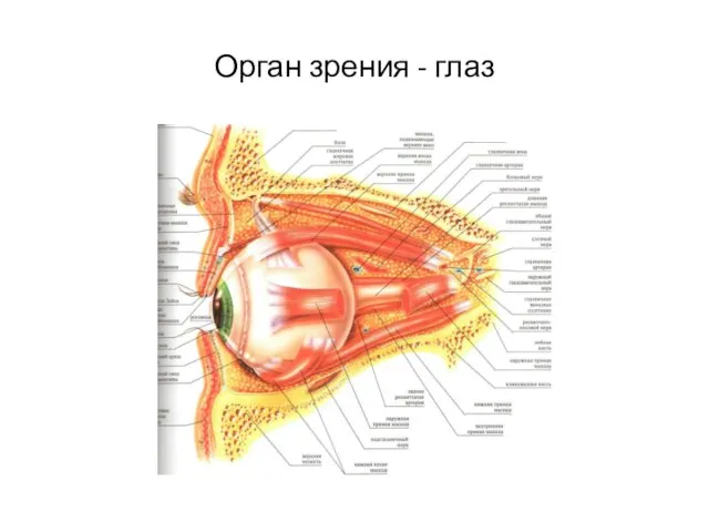 Орган зрения - глаз