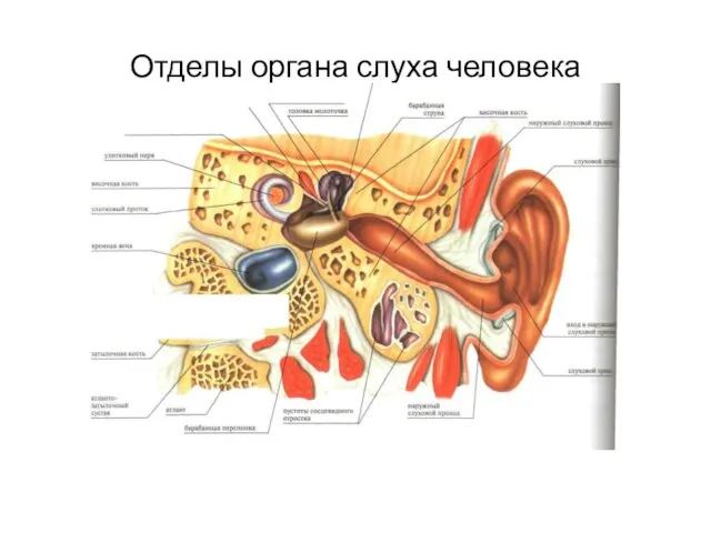 Отделы органа слуха человека