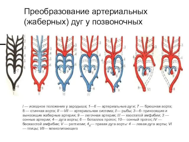 / — исходное положение у зародыша; 1—6 — артериальные дуги; 7