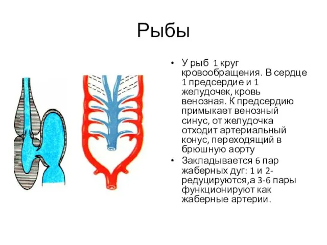 Рыбы У рыб 1 круг кровообращения. В сердце 1 предсердие и