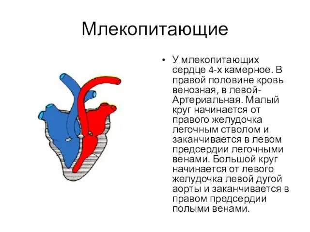 Млекопитающие У млекопитающих сердце 4-х камерное. В правой половине кровь венозная,