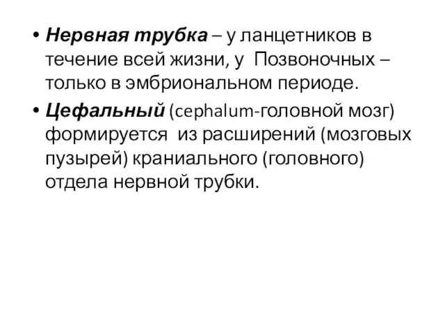 Нервная трубка – у ланцетников в течение всей жизни, у Позвоночных