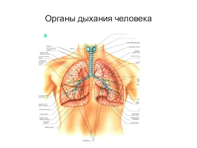 Органы дыхания человека