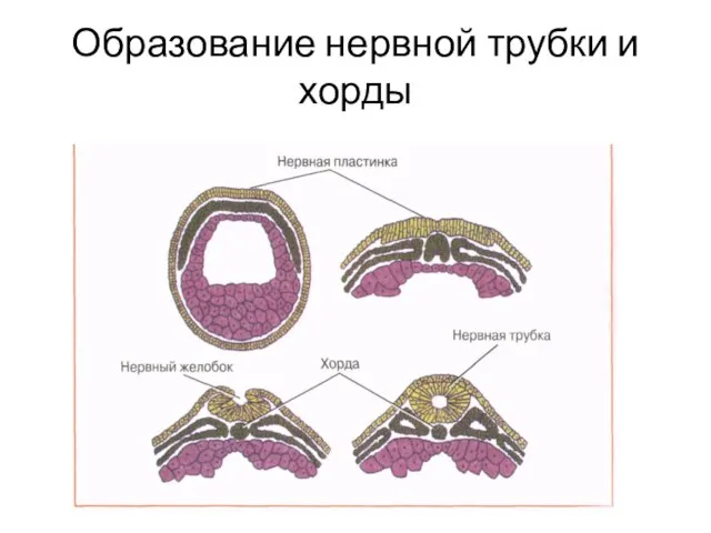 Образование нервной трубки и хорды