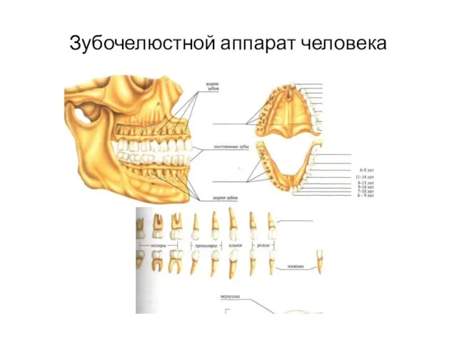 Зубочелюстной аппарат человека