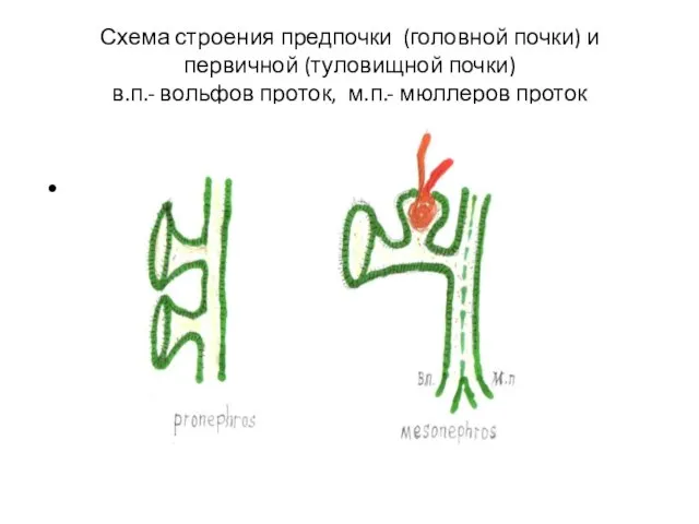 Схема строения предпочки (головной почки) и первичной (туловищной почки) в.п.- вольфов проток, м.п.- мюллеров проток