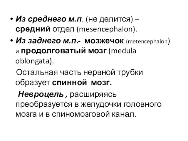 Из среднего м.п. (не делится) – средний отдел (mesencephalon). Из заднего