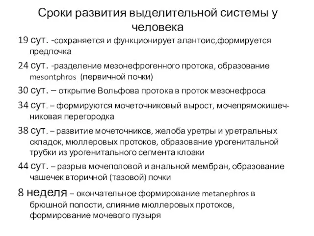 Сроки развития выделительной системы у человека 19 сут. -сохраняется и функционирует