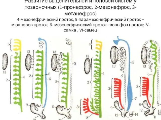 Развитие выделительной и половой систем у позвоночных (1-пронефрос, 2-мезонефрос, 3-метанефрос) 4-мезонефрический