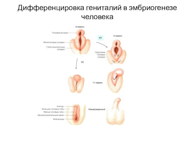 Дифференцировка гениталий в эмбриогенезе человека