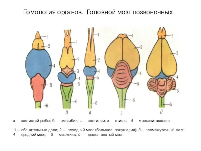 Гомология органов. Головной мозг позвоночных а — костистой рыбы; б —