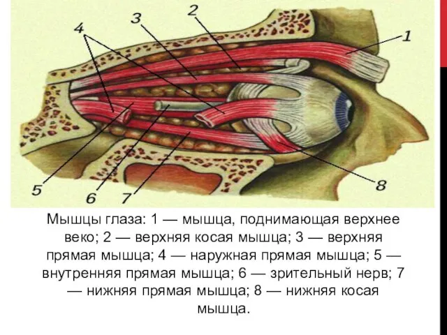 Мышцы глаза: 1 — мышца, поднимающая верхнее веко; 2 — верхняя