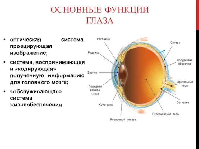 ОСНОВНЫЕ ФУНКЦИИ ГЛАЗА оптическая система, проецирующая изображение; система, воспринимающая и «кодирующая»