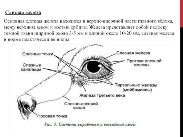 Слезная железа Основная слезная железа находится в верхне-височной части глазного яблока,