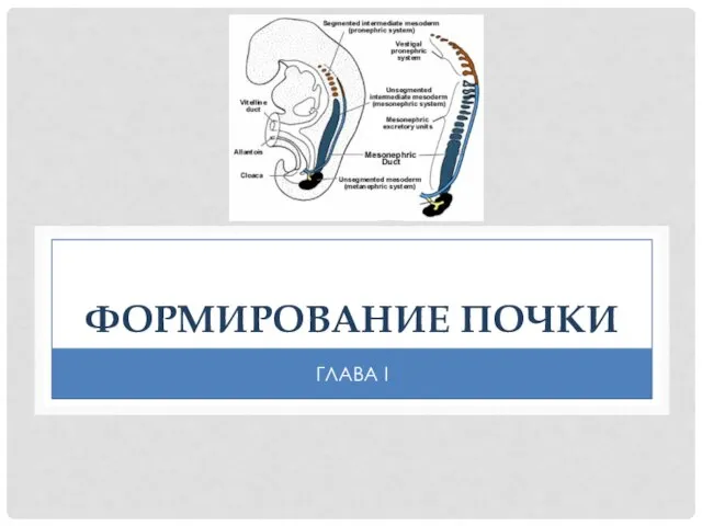 ФОРМИРОВАНИЕ ПОЧКИ ГЛАВА I