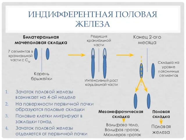 ИНДИФФЕРЕНТНАЯ ПОЛОВАЯ ЖЕЛЕЗА Зачаток половой железы возникает на 4-ой неделе На