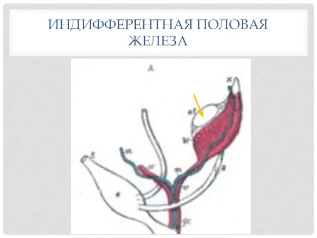 ИНДИФФЕРЕНТНАЯ ПОЛОВАЯ ЖЕЛЕЗА