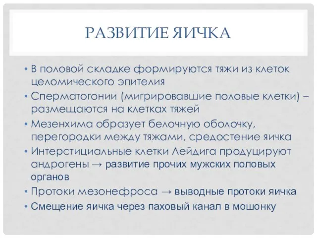 РАЗВИТИЕ ЯИЧКА В половой складке формируются тяжи из клеток целомического эпителия