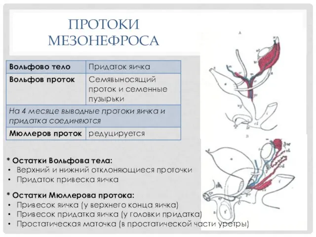 ПРОТОКИ МЕЗОНЕФРОСА * Остатки Мюллерова протока: Привесок яичка (у верхнего конца