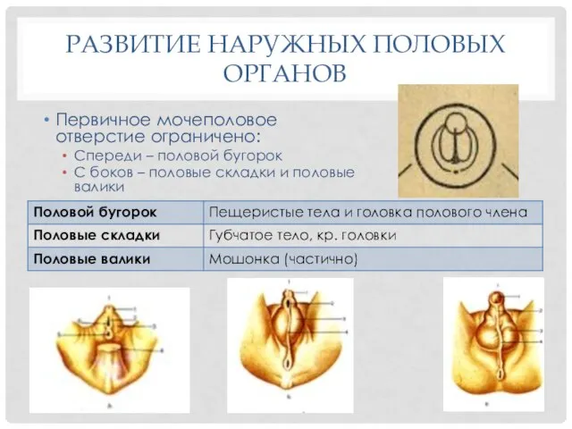 РАЗВИТИЕ НАРУЖНЫХ ПОЛОВЫХ ОРГАНОВ Первичное мочеполовое отверстие ограничено: Спереди – половой