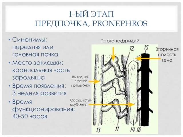 1-ЫЙ ЭТАП ПРЕДПОЧКА, PRONEPHROS Синонимы: передняя или головная почка Место закладки: