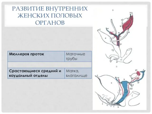 РАЗВИТИЕ ВНУТРЕННИХ ЖЕНСКИХ ПОЛОВЫХ ОРГАНОВ