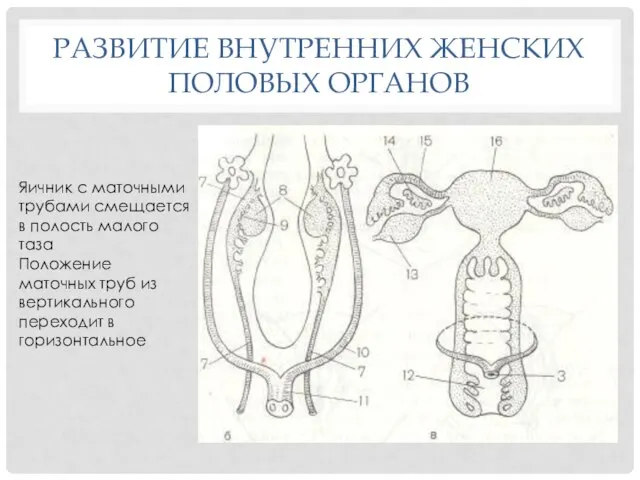 РАЗВИТИЕ ВНУТРЕННИХ ЖЕНСКИХ ПОЛОВЫХ ОРГАНОВ Яичник с маточными трубами смещается в