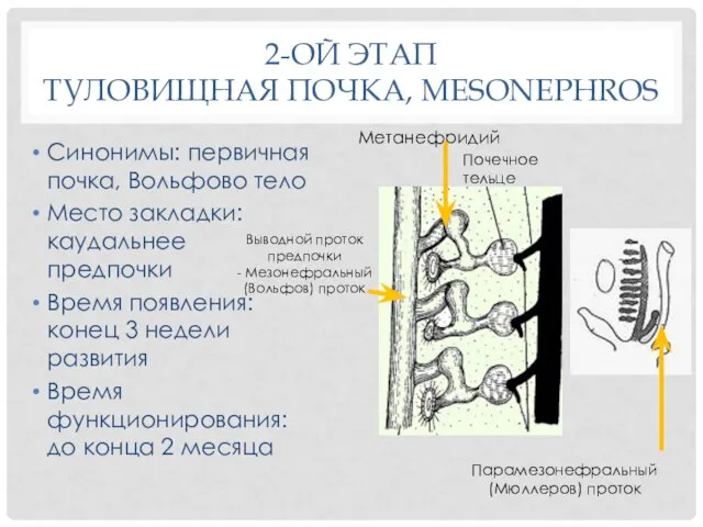 2-ОЙ ЭТАП ТУЛОВИЩНАЯ ПОЧКА, MESONEPHROS Синонимы: первичная почка, Вольфово тело Место