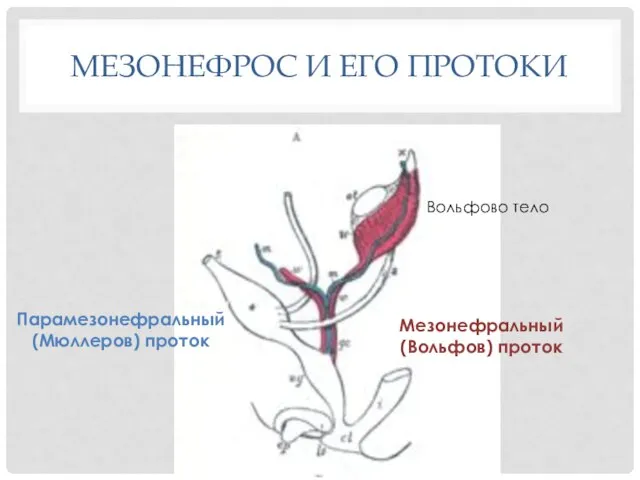 МЕЗОНЕФРОС И ЕГО ПРОТОКИ Мезонефральный (Вольфов) проток Парамезонефральный (Мюллеров) проток Вольфово тело