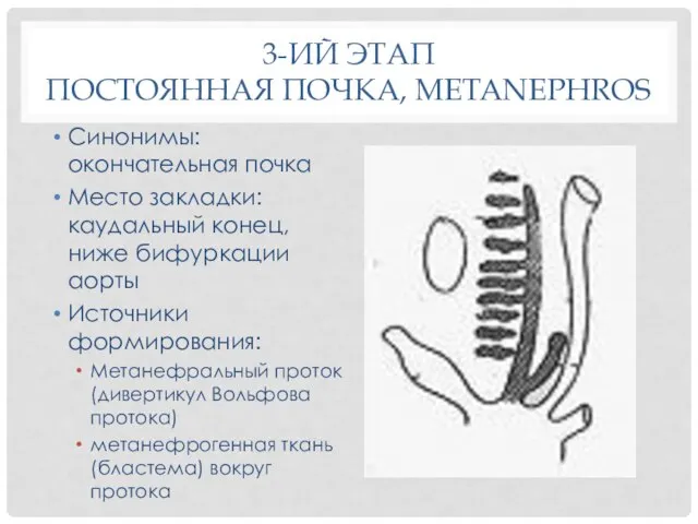 3-ИЙ ЭТАП ПОСТОЯННАЯ ПОЧКА, METANEPHROS Синонимы: окончательная почка Место закладки: каудальный