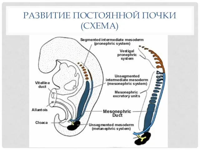 РАЗВИТИЕ ПОСТОЯННОЙ ПОЧКИ (СХЕМА)