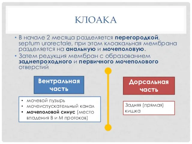 КЛОАКА В начале 2 месяца разделяется перегородкой, septum urorectale, при этом