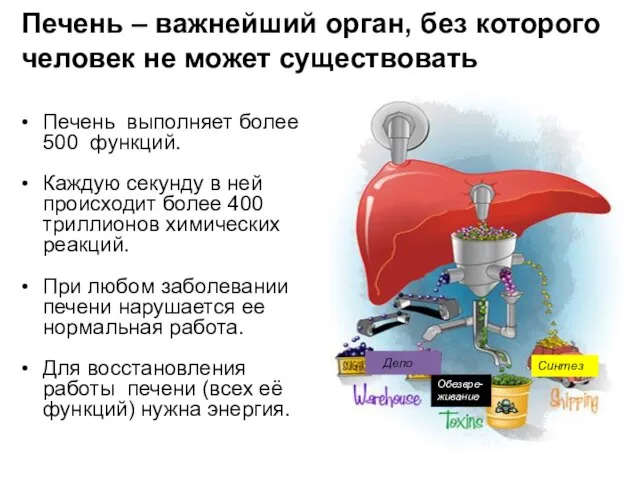 Печень выполняет более 500 функций. Каждую секунду в ней происходит более