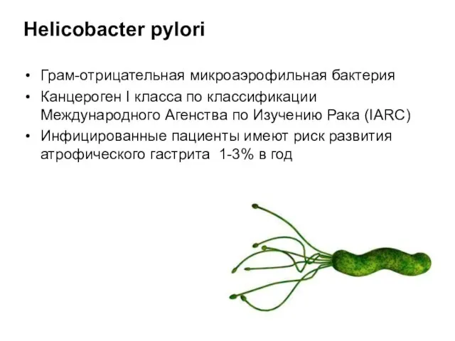 Helicobacter pylori Грам-отрицательная микроаэрофильная бактерия Канцероген I класса по классификации Международного