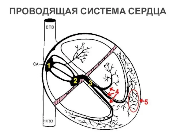 ПРОВОДЯЩАЯ СИСТЕМА СЕРДЦА