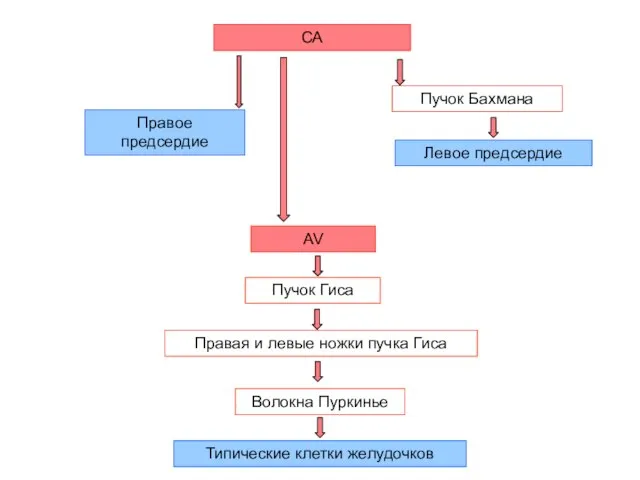 СА Правое предсердие Пучок Бахмана Левое предсердие AV Пучок Гиса Правая