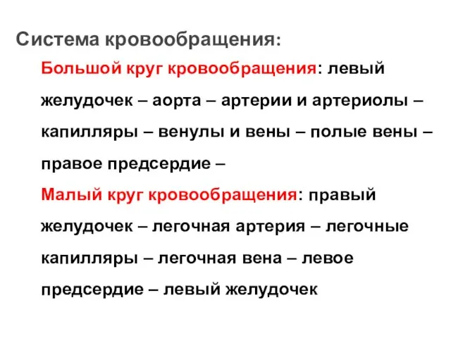 Система кровообращения: Большой круг кровообращения: левый желудочек – аорта – артерии