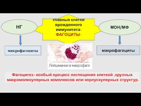 главные клетки врожденного иммунитета- ФАГОЦИТЫ- микрофагоциты макрофагоциты НГ МОН/МФ Фагоцитоз- особый