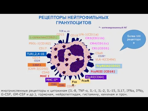 ПОВЕРХНОСТНЫЕ МЕМБРАННЫЕ РЕЦЕПТОРЫ НЕЙТРОФИЛЬНЫХ ГРАНУЛОЦИТОВ CR3(CD11b) CR1(CD35) C5aR LFA-1(CD11a) VLA-4(CD49d) FcγRIII