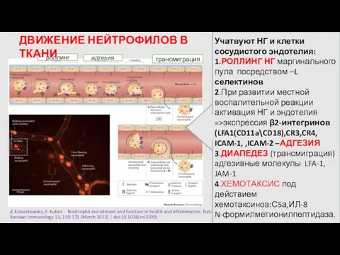 (E.Kolaczkowska, P. Kubes Neutrophil recruitment and function in health and inflammation.