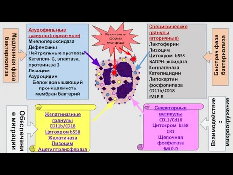 Специфические гранулы (вторичные) Лактоферин Лизоцим Цитохром b558 NADPH-оксидаза Коллагеназа Кателицидин Липокартин