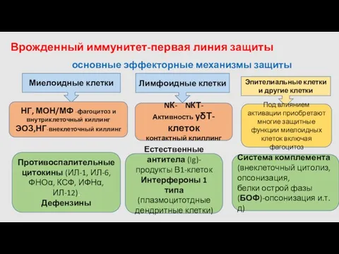 Врожденный иммунитет-первая линия защиты Миелоидные клетки Лимфоидные клетки Эпителиальные клетки и