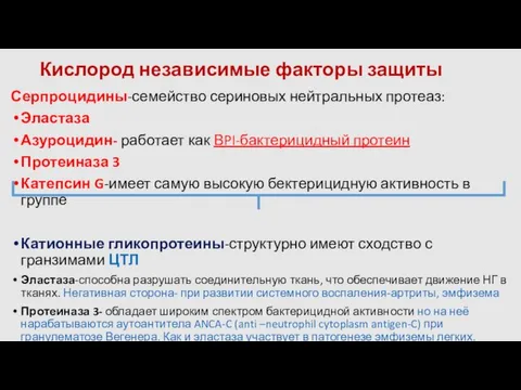 Кислород независимые факторы защиты Серпроцидины-семейство сериновых нейтральных протеаз: Эластаза Азуроцидин- работает