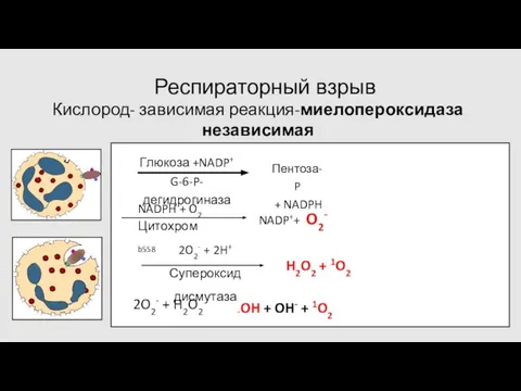 Респираторный взрыв Кислород- зависимая реакция-миелопероксидаза независимая