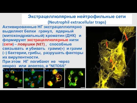 Экстрацеллюлярные нейтрофильные сети (Neutrophil extracellular traps) Активированные НГ экстрацеллюлярно выделяют белки