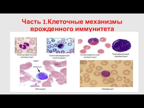 Часть 1.Клеточные механизмы врожденного иммунитета