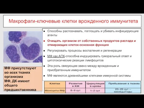 Макрофаги-ключевые клетки врожденного иммунитета Способны распознавать, поглощать и убивать инфицирующие агенты